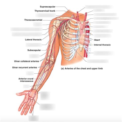 Diagram Of Lab 6 Arteries Of The Upper Limb And Chest Quizlet