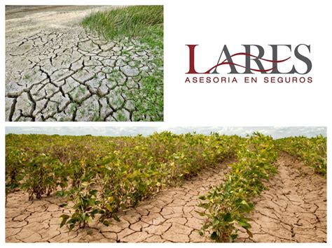 SEGUROS PARA EL CULTIVO LARES Al contratar tu seguro agrícola con