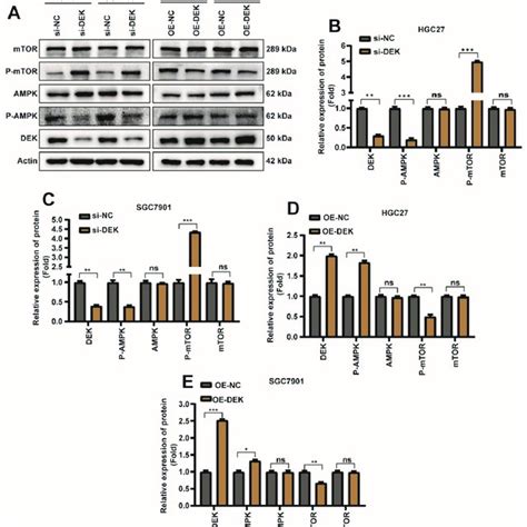 DEK Promotes Autophagy And Inhibits Apoptosis In GC Through AMPK MTOR