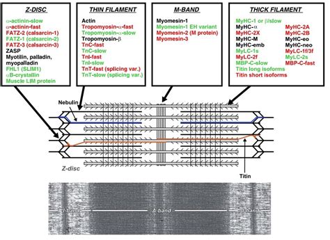 A sarcomere within a myofibril. This figure shows the main components ...