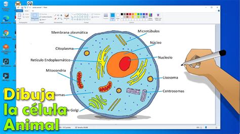 Celula Vegetal Facil De Dibujar La Celula Vegetal Y Sus Partes Youtube