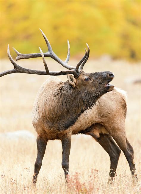 Bull Elk Bugling In The Fall Photograph By Gary Langley