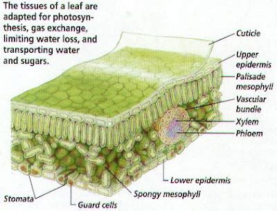 Biology Ordinary Level Notes Plant Nutrition Part The Leaf