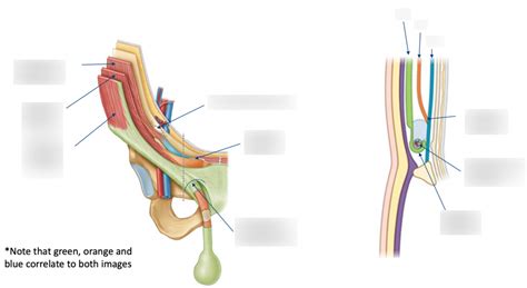 Inguinal Canal Diagram Diagram Quizlet