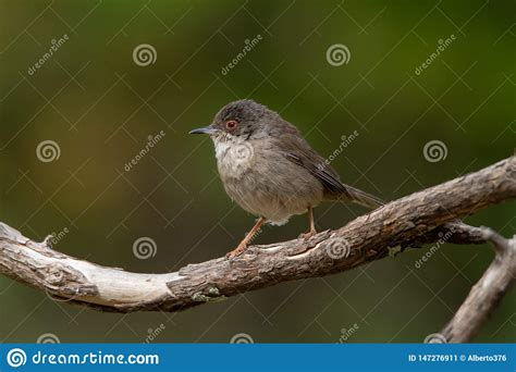 Toutinegra Bonita Do Melanocephala De Sylvia Empoleirada Em Um Ramo