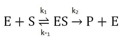 A Quick Primer on Enzyme Kinetics - Bitesize Bio