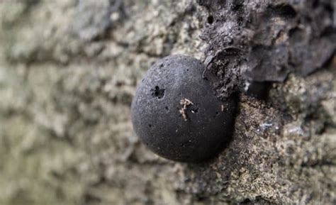 Black Fungus Growing On A Tree Photos By Canva