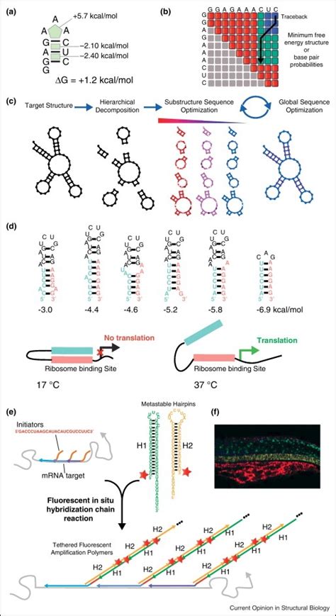 Theory and practice in RNA secondary structure : Biological Science ...