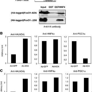 Foxo Ada Inhibited Cyp A Mrna Expression In Primary Human