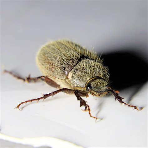 Large Hairy Mayjune Beetle South Louisiana Rwhatsthisbug