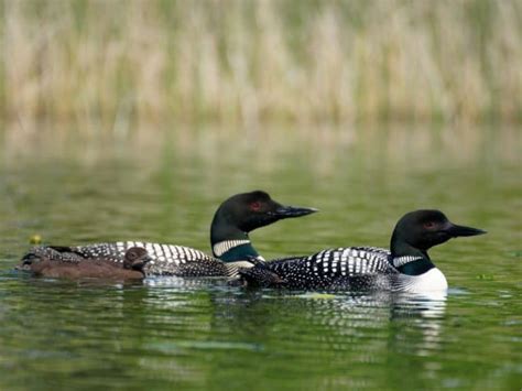 38 Backyard Birds in Minnesota - Birdwatching Central