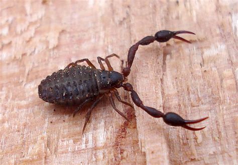 Critter Of The Week The Pseudoscorpion RNZ