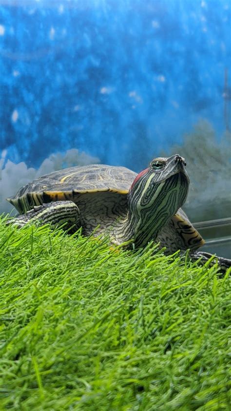 Dónde tener a una tortuga en casa