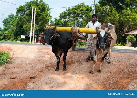 Traditional Sri Lankian Yoke Oxen Wagon Editorial Photo Image 23545421