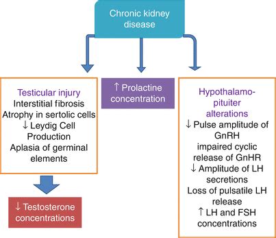 Erectile And Sex Hormone Dysfunction And Cardiovascular Consequences In CKD Thoracic Key