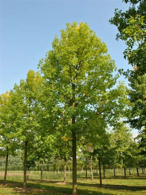 Fraxinus Pennsylvanica Zundert Zachte Es Cv Van Den Berk