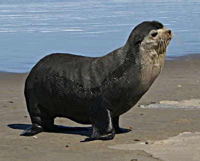 Bits and Pieces: Sub Antarctic Fur Seal