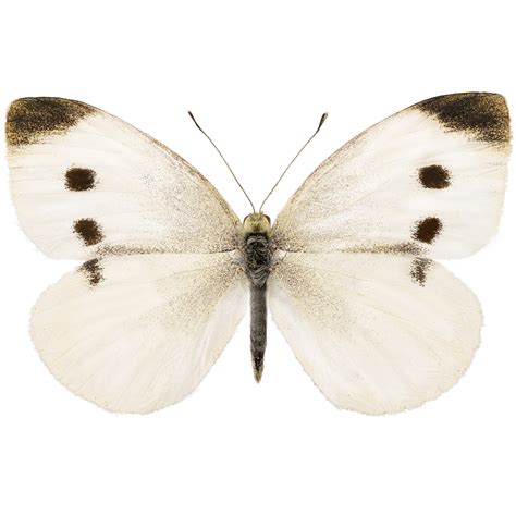 Bicbugs Pieris Rapae Cabbage White Butterfly Usa White Butterfly