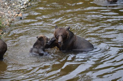 Grizzly Bear Cubs | Grizzly Bear Tours & Whale Watching, Knight Inlet