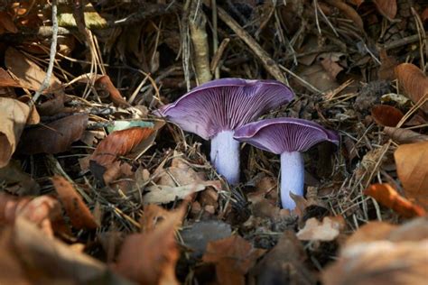 Wood Blewit: Identification, Foraging, and Cooking The Purple Nudist Mushroom - Mushroom ...