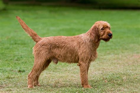 🐶 Griffon Fauve De Bretagne - Dog Breed Information, Photo, Care, History - Fello.pet