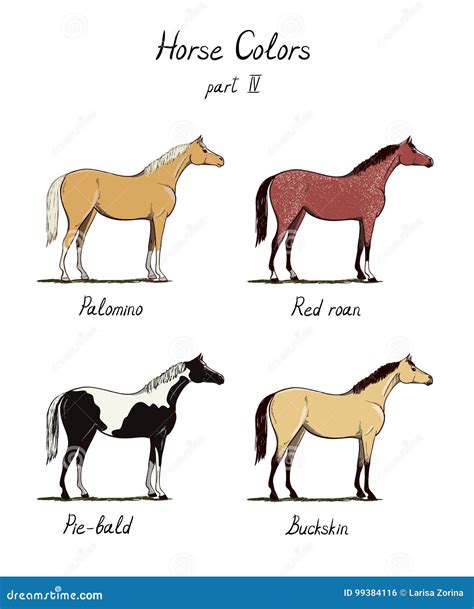 Horse Colors Chart: A Visual Reference of Charts | Chart Master