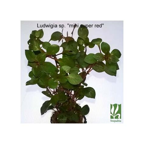 Ludwigia Sp Mini Super Red Sreepadma