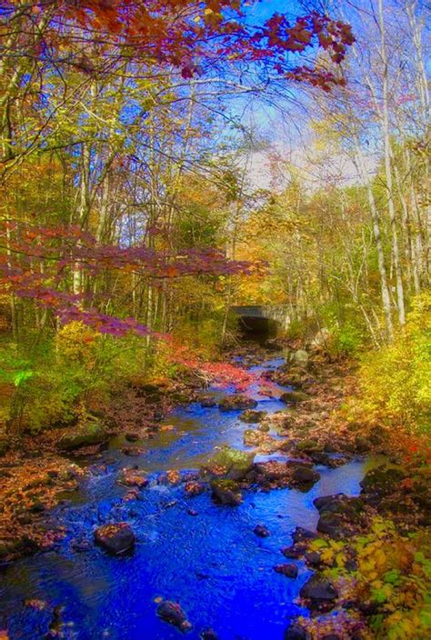 A Small Stream Running Through A Forest Filled With Lots Of Colorful