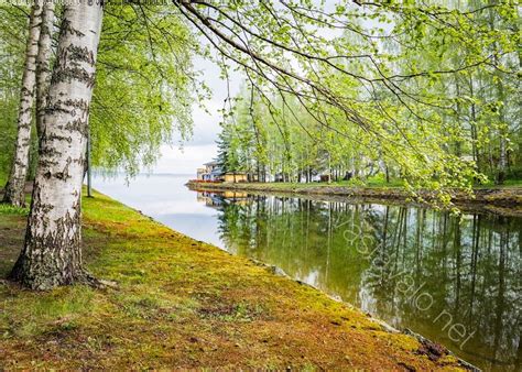 Kuva Koivu Kanavalla Koivu Oksa Oksat Koivunoksa Koivunoksat Kev T