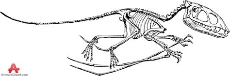 Dinosaur Skeleton Clipart - Free Download Images and Pictures