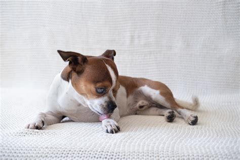 Por que os cães lambem as patas abc