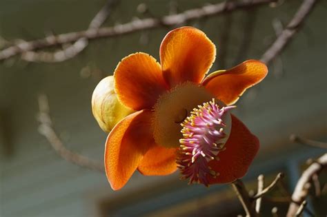 Cannonball Tree Flower Plant - Free photo on Pixabay - Pixabay