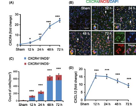 Cxcr And Cxcl Were Increased After Ischemic Stroke A