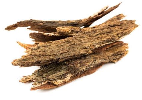 Dipsacus Asper Extract - Kingsci