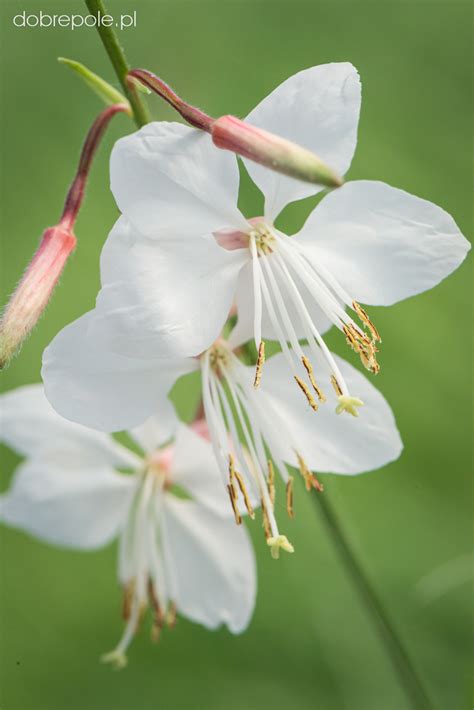 Szk Ka Bylin Dobrepole Gaura Lindheimeri Gaudi White Gaura