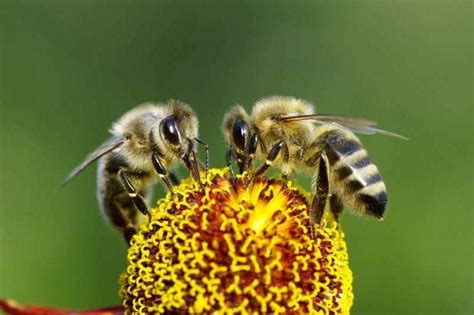 Por Qu Son Importantes Las Abejas Conoce El Valor De Las Mismas