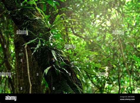 Bosques Tropicales En Las Monta As Del Norte De Tailandia Rboles Y