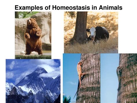 Homeostasis Examples In Animals