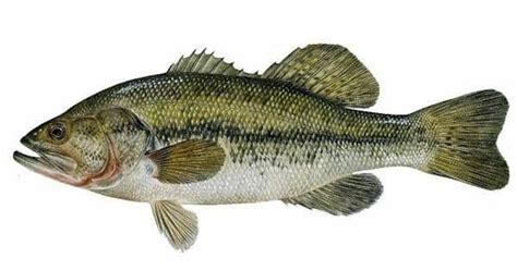 largemouth bass species information fisheries fish wildlife maine