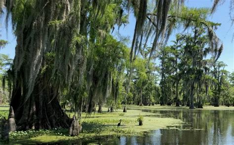 How to visit the bayou and swamps in Louisiana - Urbaine City