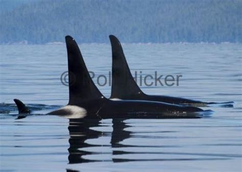 Port Hardy Whale Watching Photo Information
