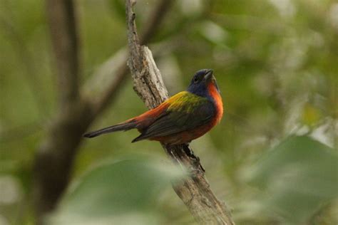 ゴシキノジコ Passerina Ciris Picture Bird