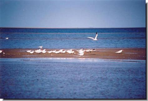 Gambia River Photos