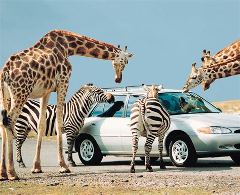 African Lion Safari | TRIPSETTER INC