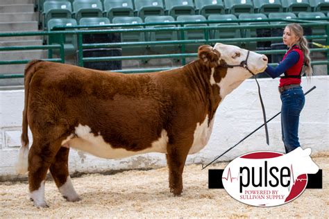 Western States Hereford Show | Junior Show – Bred & Owned Heifers | The ...