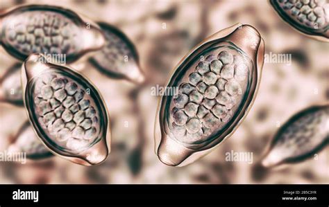 Eggs Of A Parasitic Worm Trichuris Trichiura Illustration Stock Photo