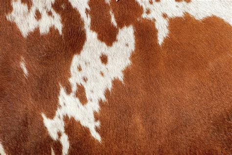 Authentic Cowhide By Cgbaldauf