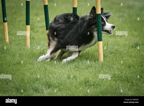 Border Collie in agility competition Stock Photo - Alamy