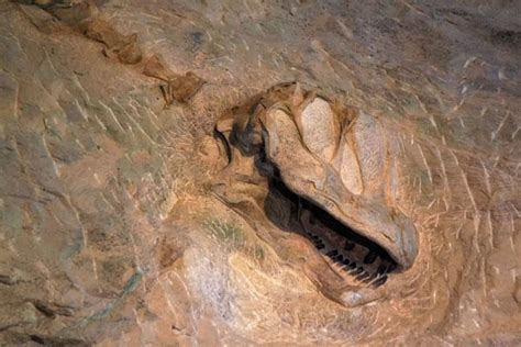 Dinosaur National Monument: Big Family of Dinosaur Fossils