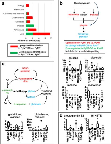 metabolic comparison  pymt  pymt db tumors pymt db  increased